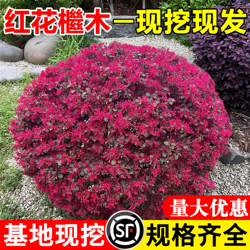 红花继木球树苗绿植造型盆景