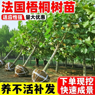 法国梧桐树苗法桐青桐南北方种植四季常青庭院景观悬铃木绿化苗木