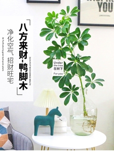 水培植物鸭脚木鸭掌木七叶莲盆栽绿植室内好养耐阴八方来财发财树