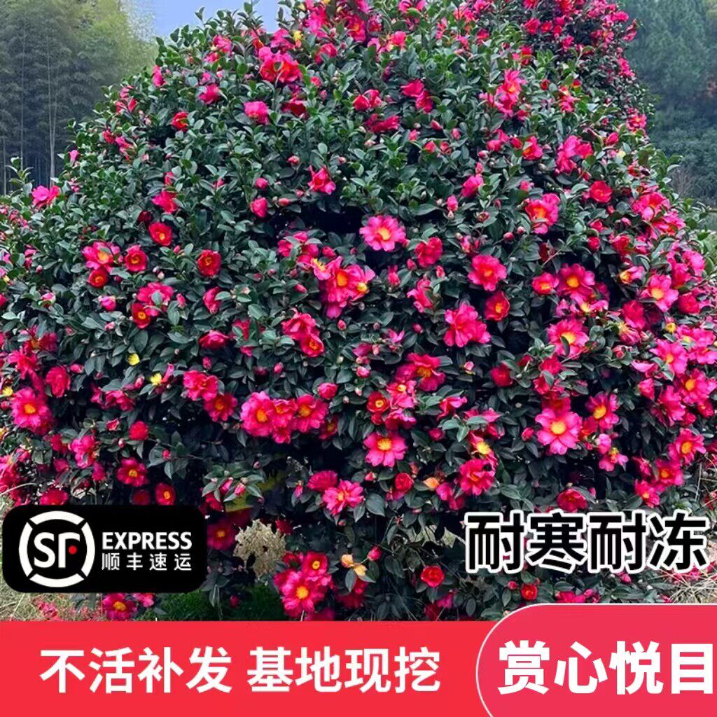 茶梅花苗树苗茶梅球茶花盆栽冬茶梅盆栽四季带花苞庭院耐寒易种植