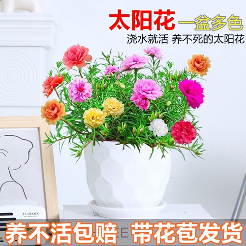 太阳花养不死桌面庭院好养易活