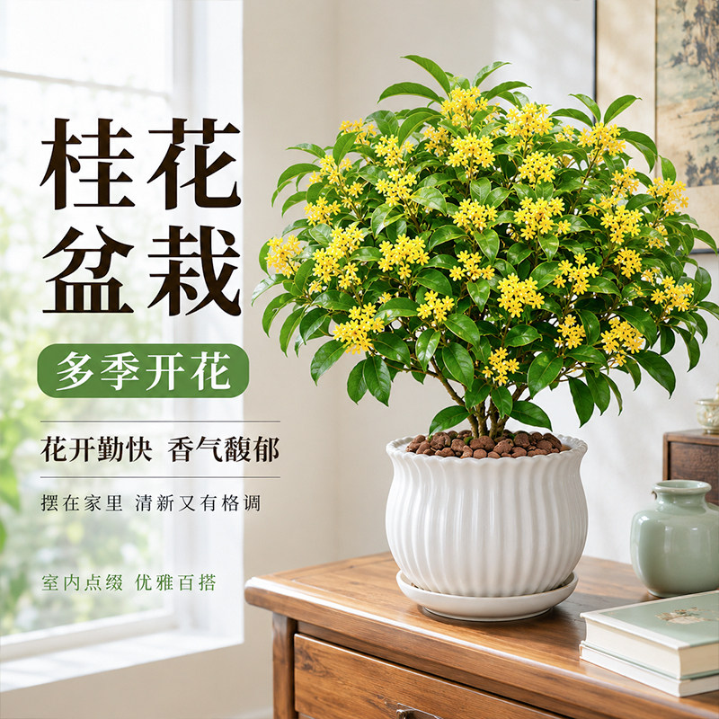 桂花树苗花卉盆栽金桂绿植室外图片