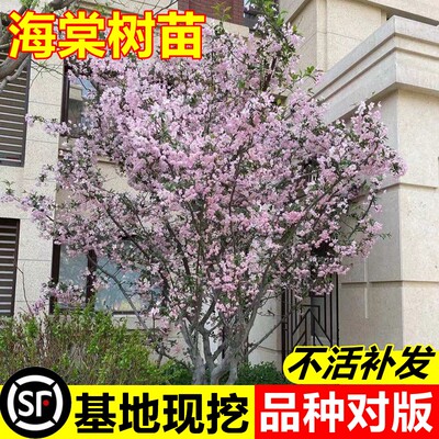 垂丝海棠花苗庭院四季开花绿化苗