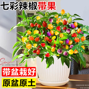 七彩辣椒盆栽带果可食用彩椒树苗朝天椒室内绿植阳台开花结果植物