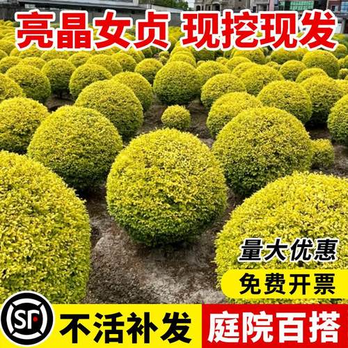 亮晶女贞球树苗植物耐寒四季常青