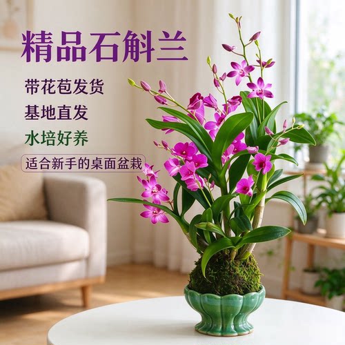 石斛兰盆栽苔藓球水培绿植好养活