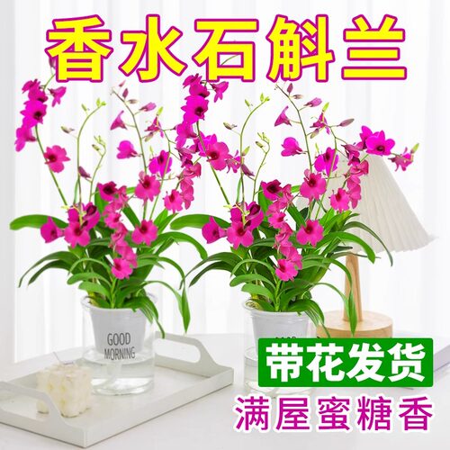 澳洲香水石斛兰盆栽带花苞好养活