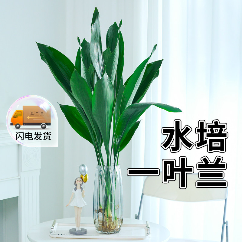 水培植物一叶兰盆栽耐阴绿植图片