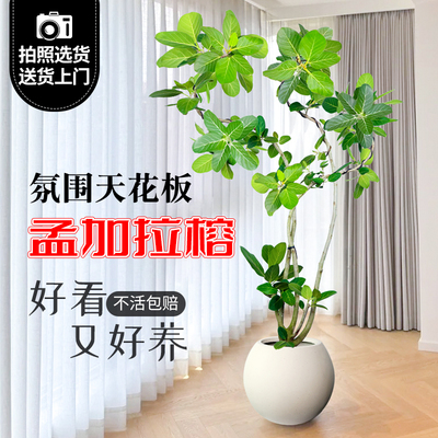 孟加拉榕树盆栽客厅大型绿植高山榕树室内禄植落地黄金榕植物盆景