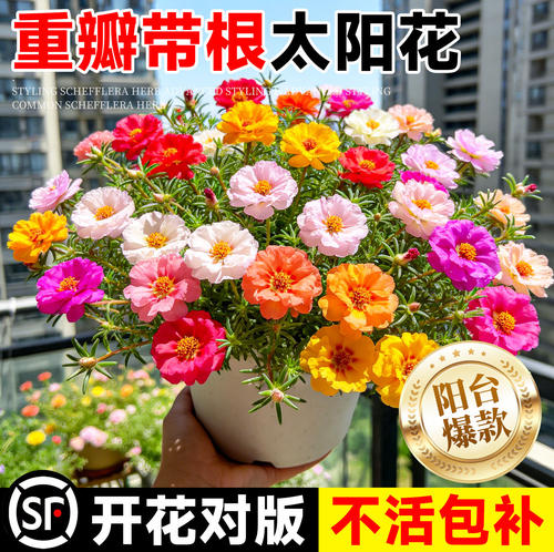太阳花盆栽四季开花带根带土好养
