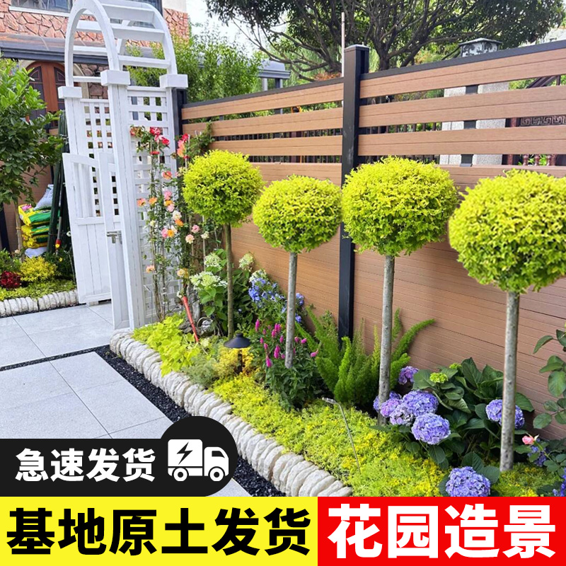 小叶女贞造型树庭院别墅