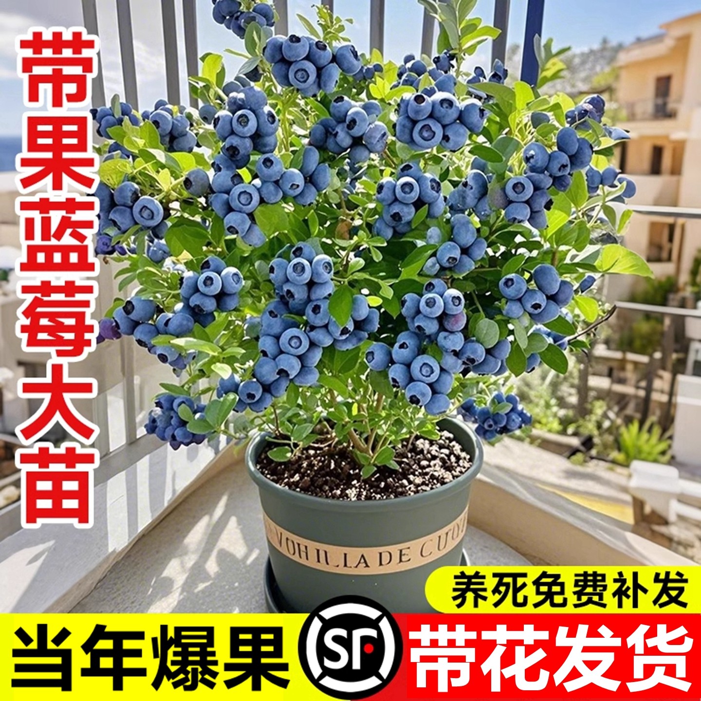 蓝莓树果苗盆栽带果子室内阳台南北方地栽耐寒花香蓝莓树矮化好养,鲜花速递/花卉仿真/绿植园艺,果树,淘宝优惠券,粉丝福利购,淘宝优惠卷