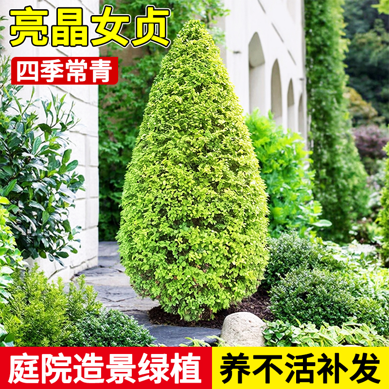 亮晶女贞球造型树棒棒糖塔型