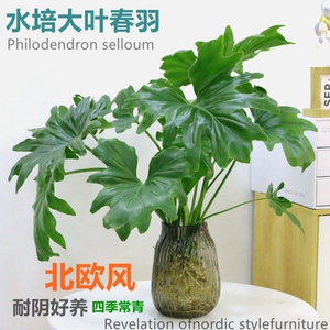 水培植物春羽水养室内桌面办公室盆栽春雨花卉绿植绿萝好养龟背竹