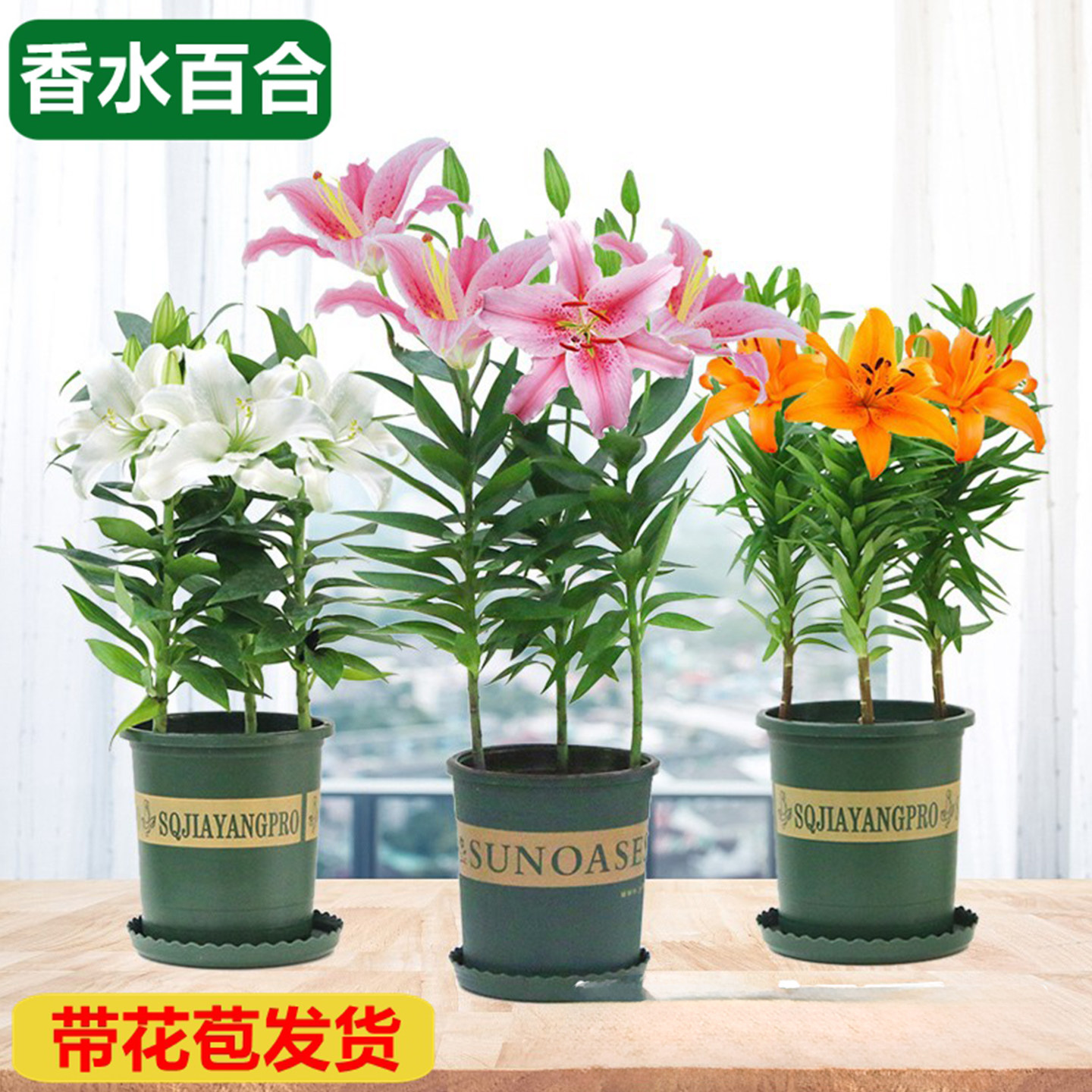 香水百合花卉盆栽苗带种球带花苞室内好养绿植客厅阳台植物鲜花