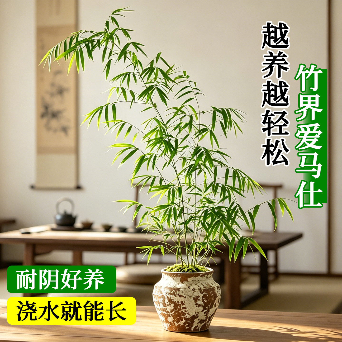 正宗内门竹盆栽名贵竹室内庭院