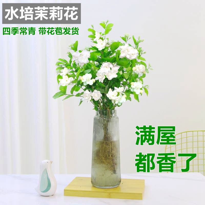 水培茉莉花盆栽花开芳香春夏秋