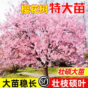樱花树苗重瓣盆栽室内四季外阳台庭院特大植物开花绿化风景树苗木