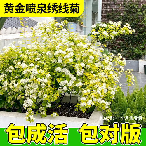 黄金喷泉绣线菊耐寒耐热花灌木