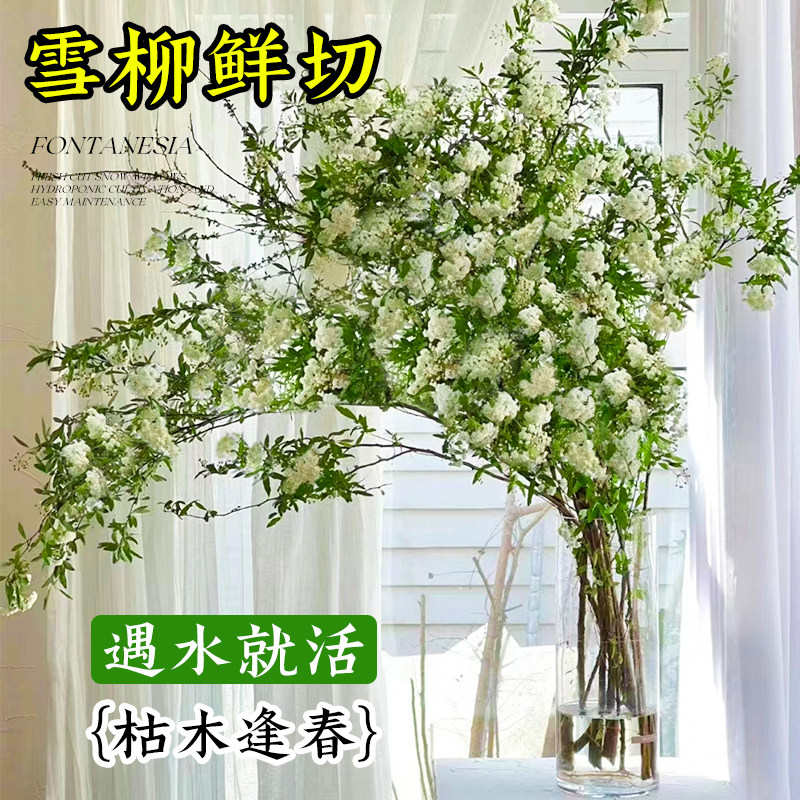 雪柳鲜枝干枝水养水培植物室内客厅花卉龙柳盆栽遇水开花吊钟绿植