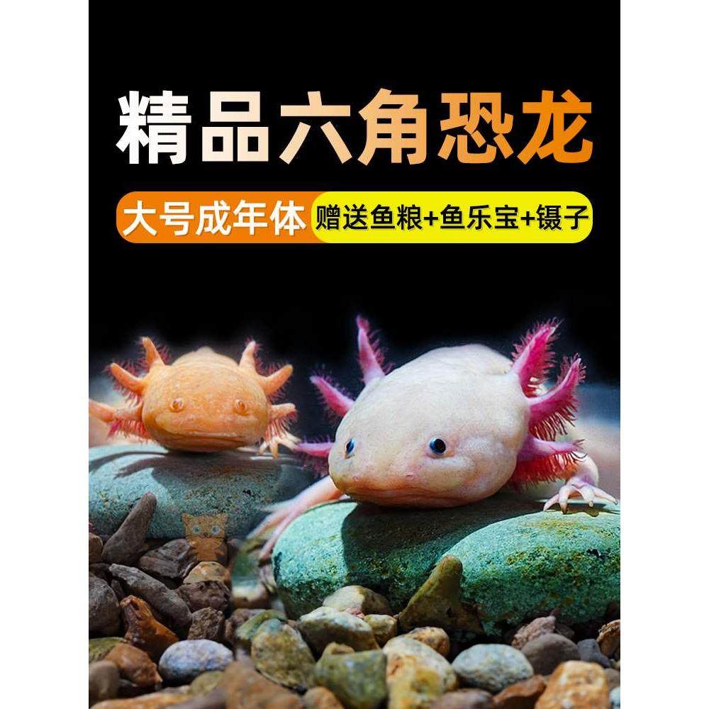 六角恐龙鱼淡水冷水鱼好养宠物鱼霸王蝾螈金鱼龙鱼清道夫好养耐活