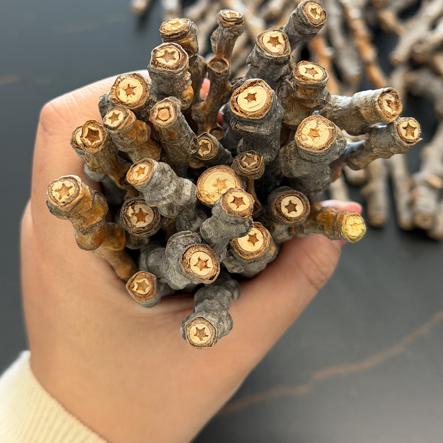 天然星星杨树枝装饰可diy