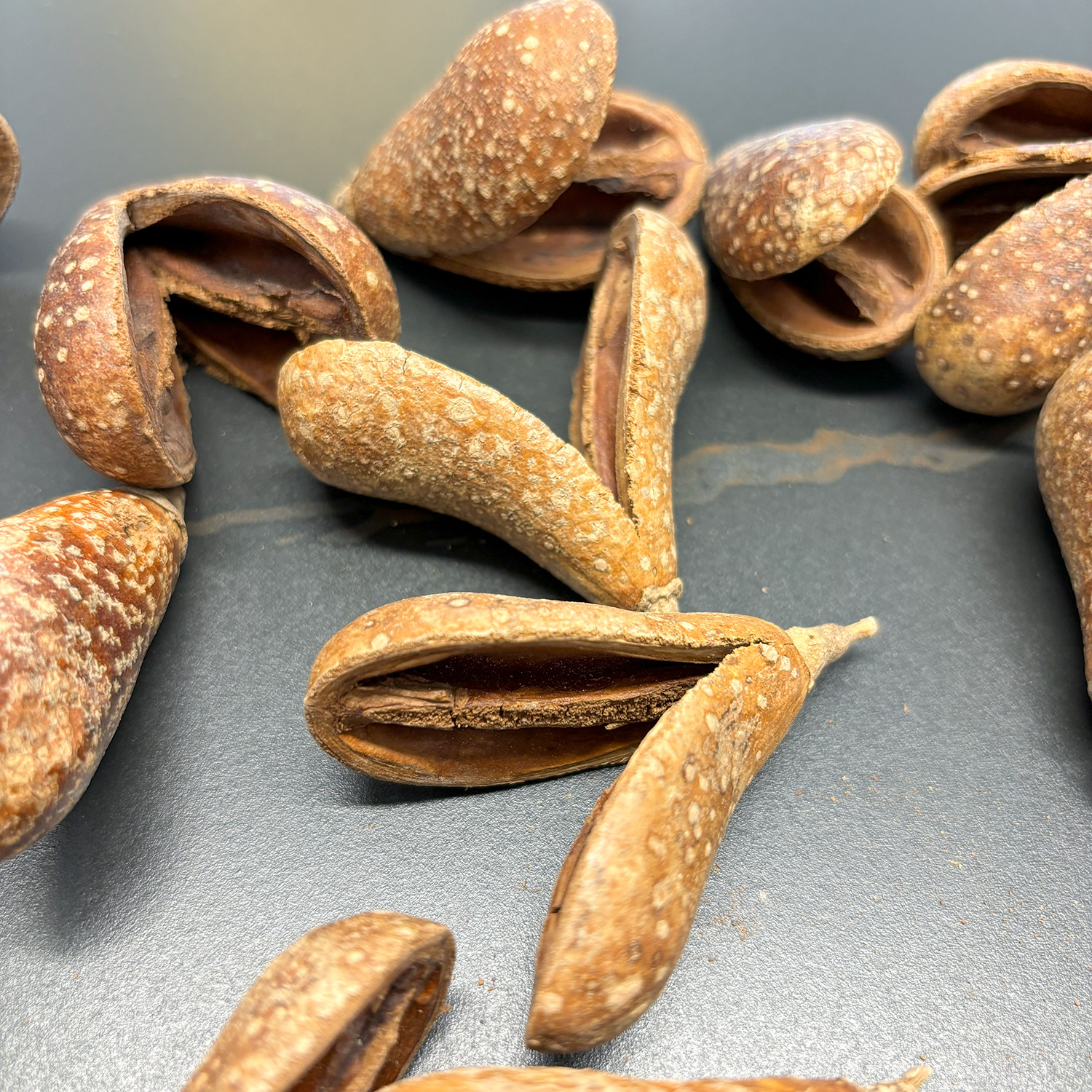 南美缸造景底床修饰果壳进口天然植物洋梨果干花diy插花装饰干果,家居饰品,干花/花瓣/干花包/干树枝,淘宝优惠券,粉丝福利购,淘宝优惠卷