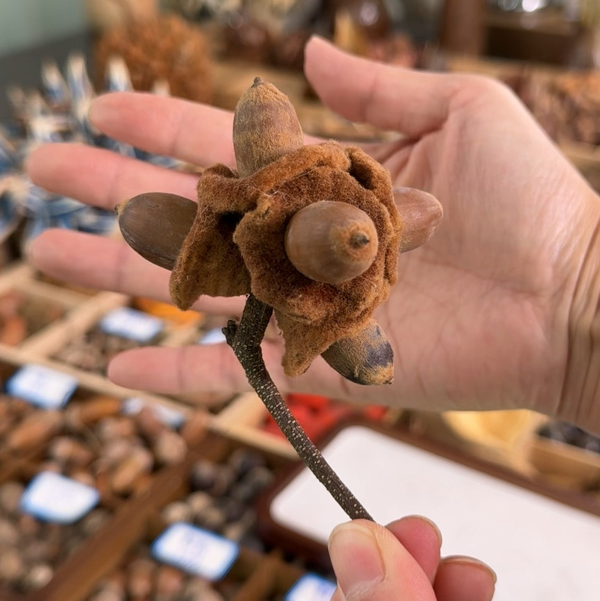 一串毛果青冈5个果