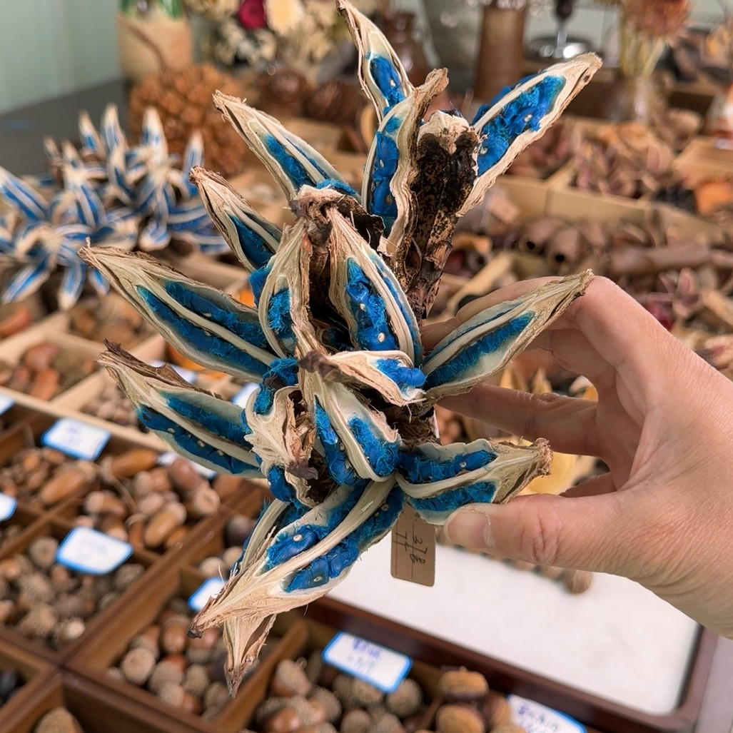 旅人蕉7朵 37序号