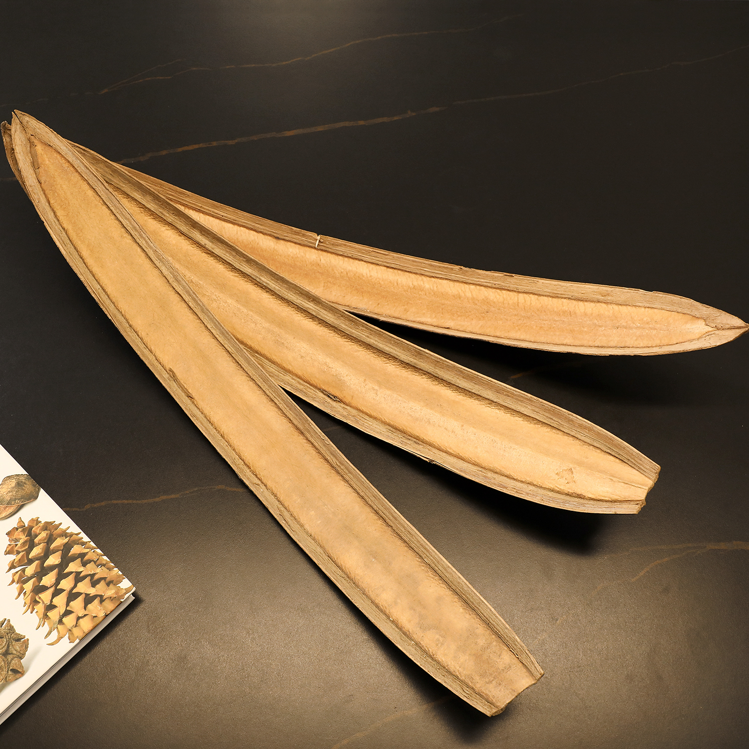 天然木蝴蝶干果果壳拍摄道具