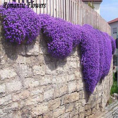 Rock Cress,Aubrieta Cascade Purple Flower Seeds, Deer Resist