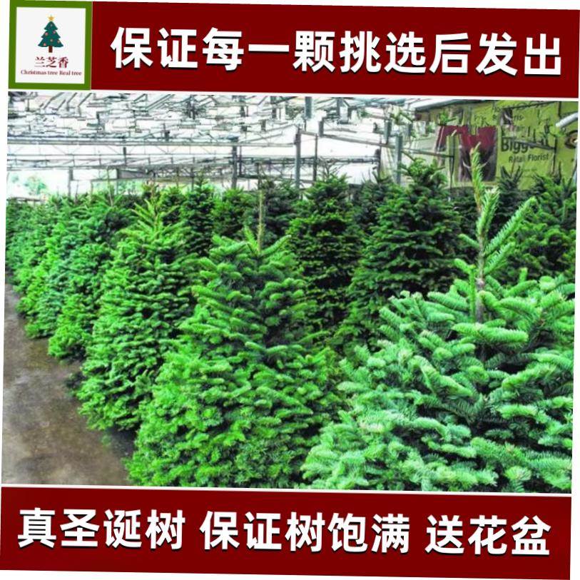 Real Christmas tree 1.5/2/2.5m potted Norwegian spruce pine