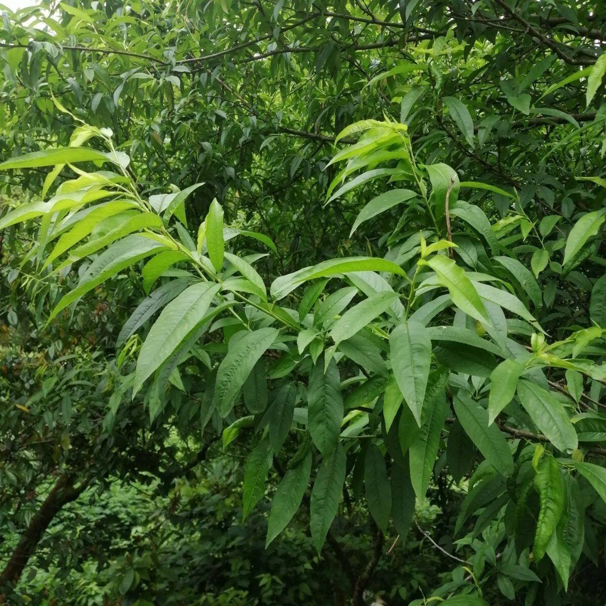 现摘新鲜桃树叶中药材桃树枝去邪清热怯湿止痒现挖桃树根毛桃叶子