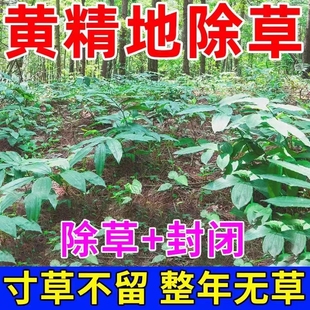 黄精除草专用农达除草烂根剂一扫光黄精苗后除草强力除草套装
