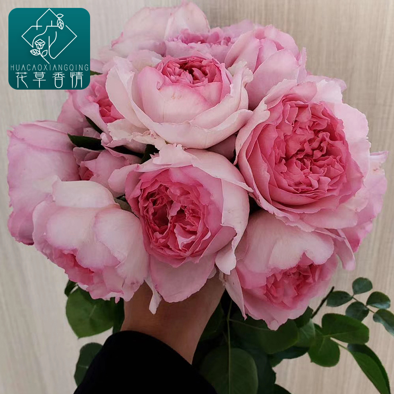 伊芙系列粉伯爵月季花苗阳台庭院大花浓香四季开花卉盆栽植物玫瑰