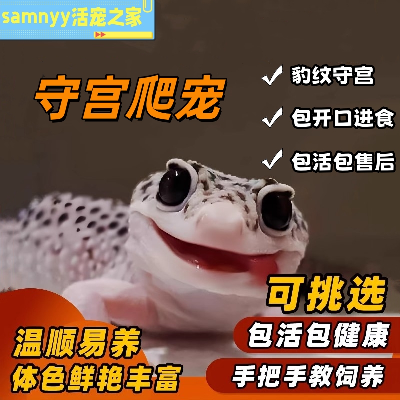 豹纹守宫蜥蜴好养网红宠物爬宠