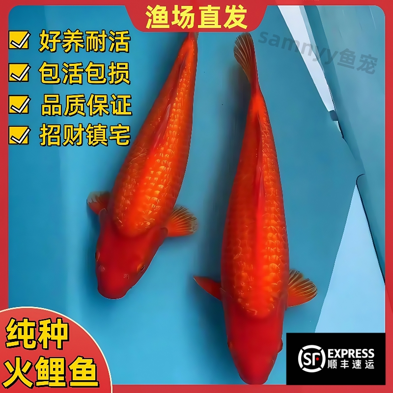 纯种火鲤闪鳞锦鲤鱼招财风水金鱼