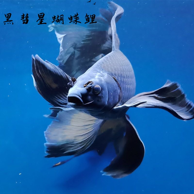 黑色纯种黑彗星蝴蝶鲤冷水观赏鱼