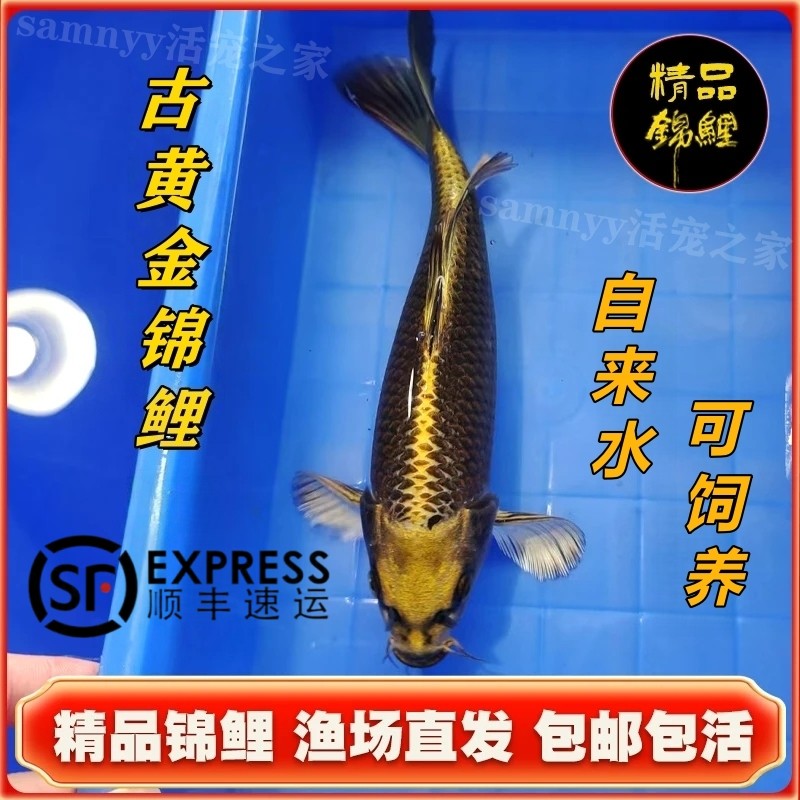 古黄金锦鲤精品淡水冷水鱼观赏鱼好养耐活鱼苗活体自来水活鱼锦鲤