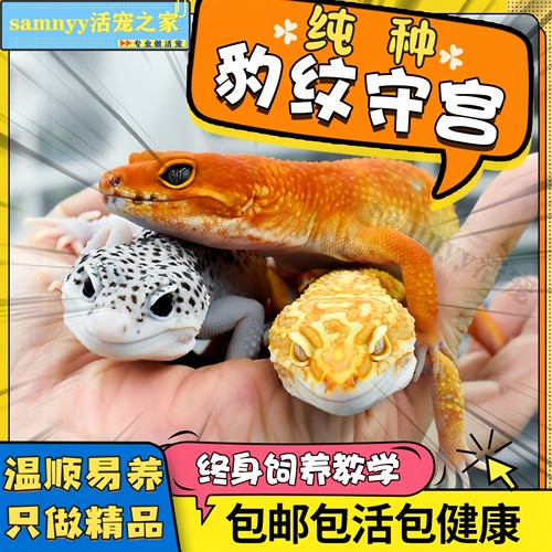 豹纹守宫活体爬宠蜥蜴幼体宠物