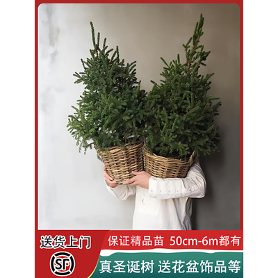 圣诞树真树盆栽2025新款只发精品