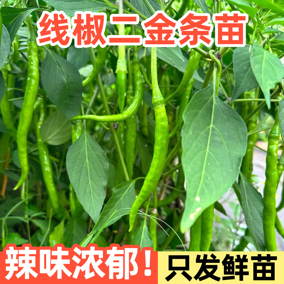 原起点线椒二金条苗盆栽种植苗