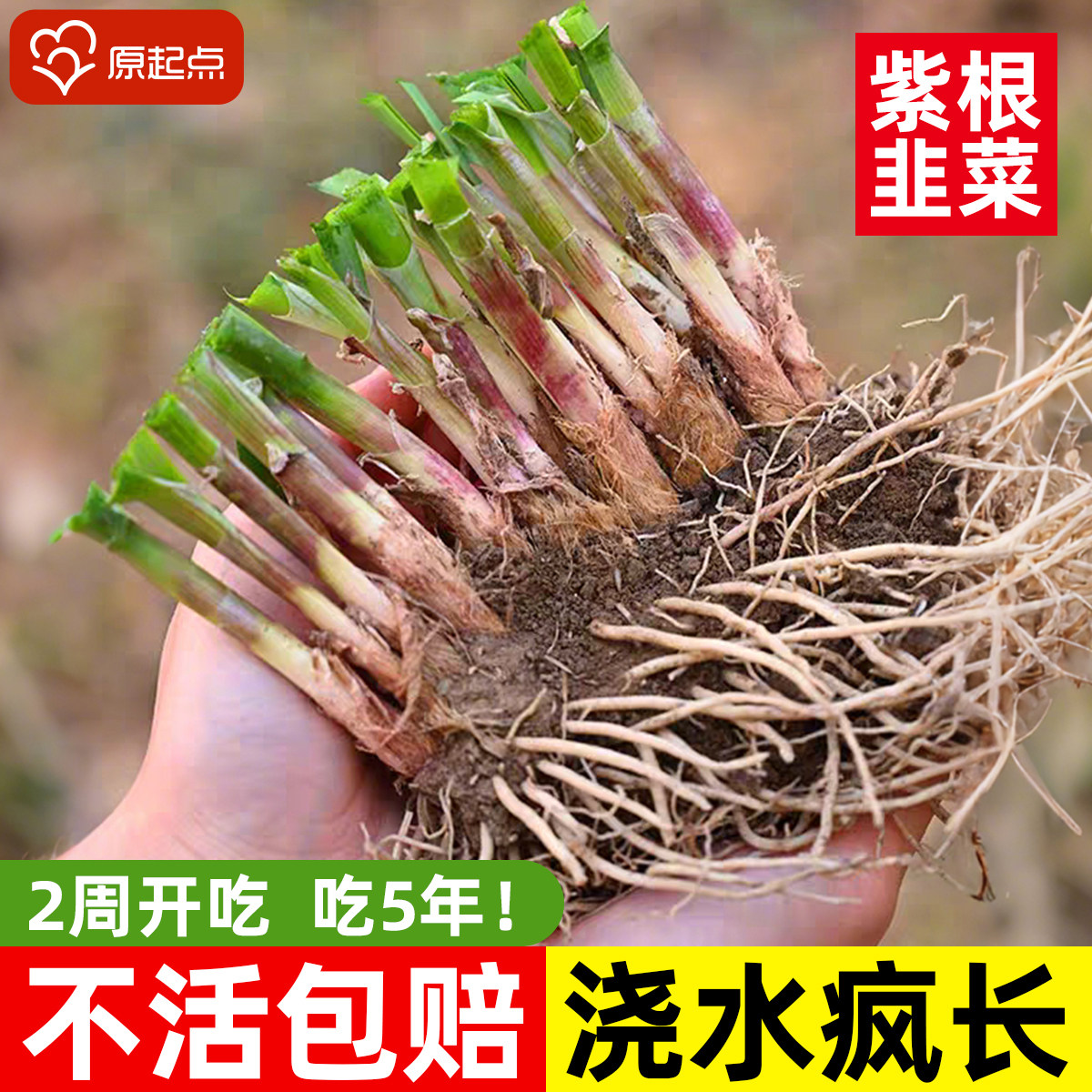 现挖紫根宽叶韭菜根苗四季种子种籽子阳台苗紫根盆栽籽种小叶根土,鲜花速递/花卉仿真/绿植园艺,种苗/半成品盆栽,淘宝优惠券,粉丝福利购,淘宝优惠卷