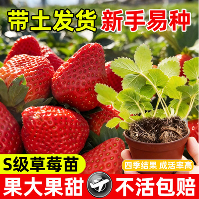 特大号奶油草莓苗秧盆栽四季