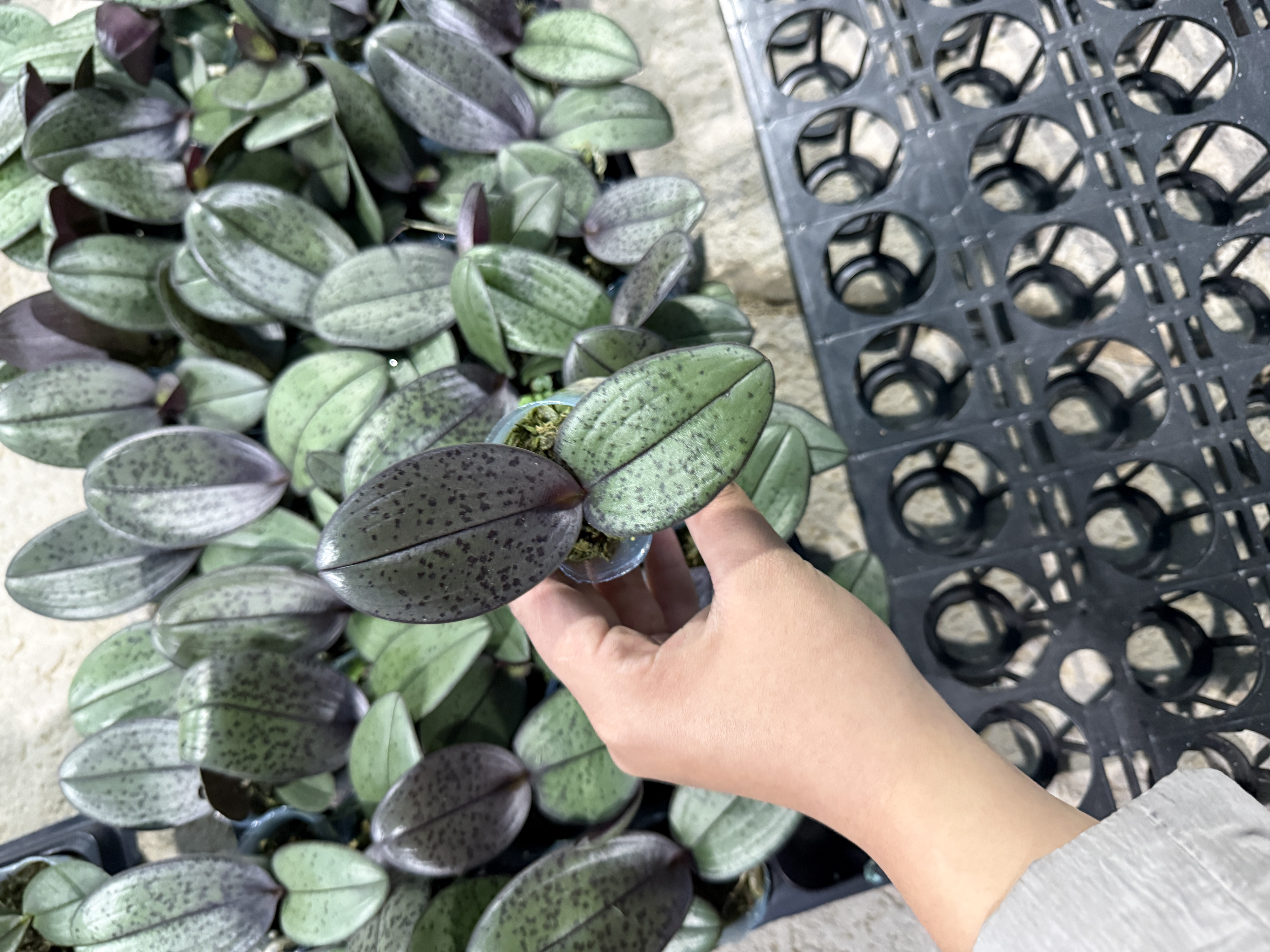 蝴蝶兰宝宝苗1.7寸杯盲盒