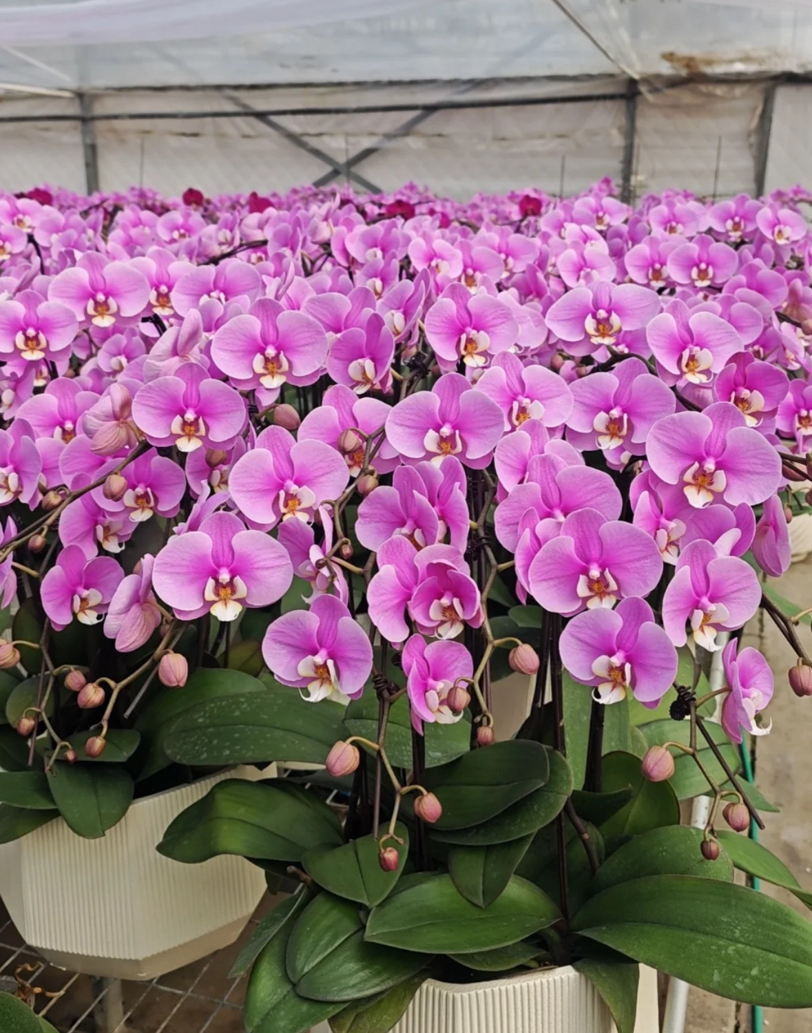 蝴蝶兰【安娜】3.0寸加高杯 带花剑,鲜花速递/花卉仿真/绿植园艺,国兰/杂交兰/洋兰类,淘宝优惠券,粉丝福利购,淘宝优惠卷