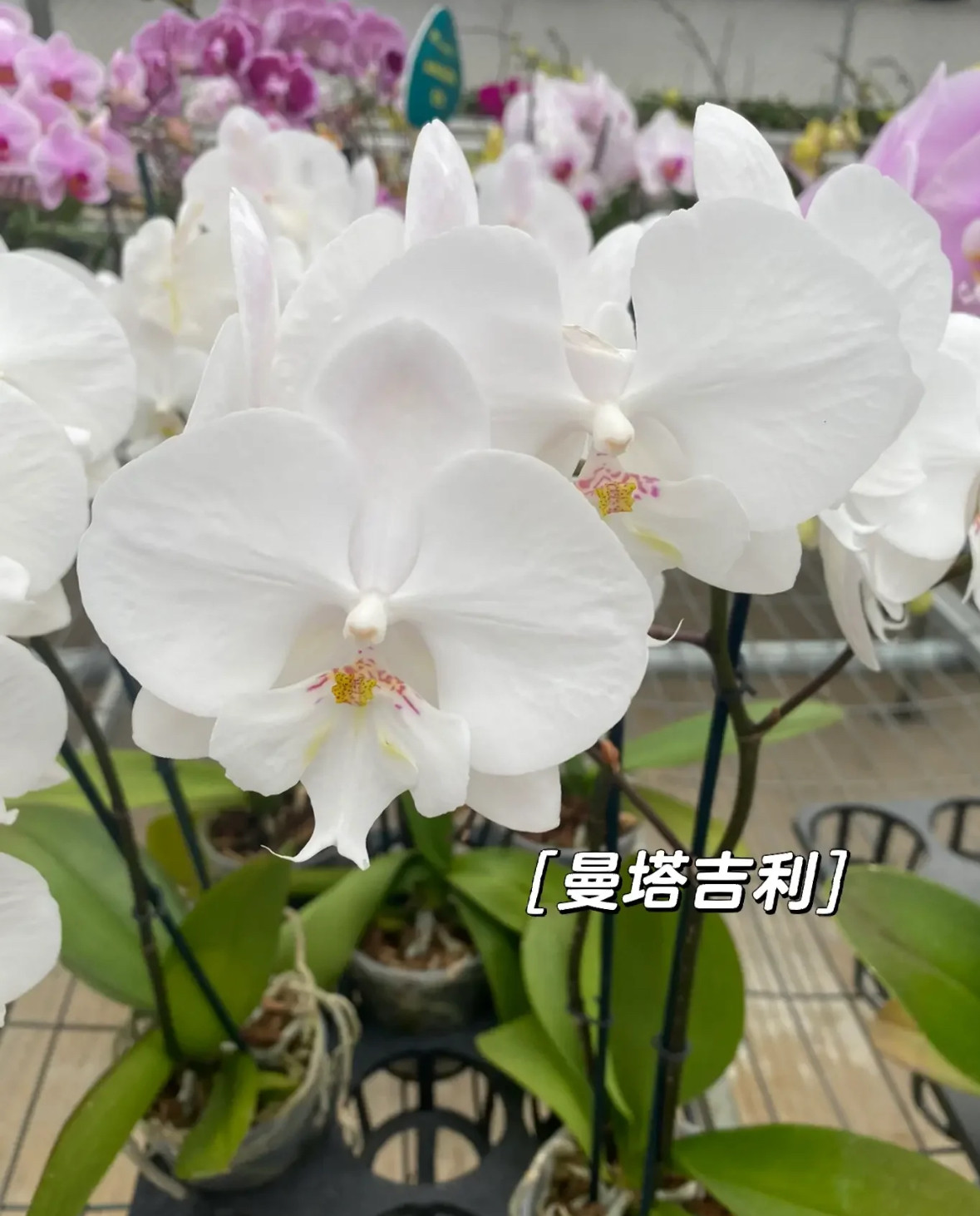 蝴蝶兰【曼塔吉利】3.5寸杯爆根 带花剑,鲜花速递/花卉仿真/绿植园艺,国兰/杂交兰/洋兰类,淘宝优惠券,粉丝福利购,淘宝优惠卷