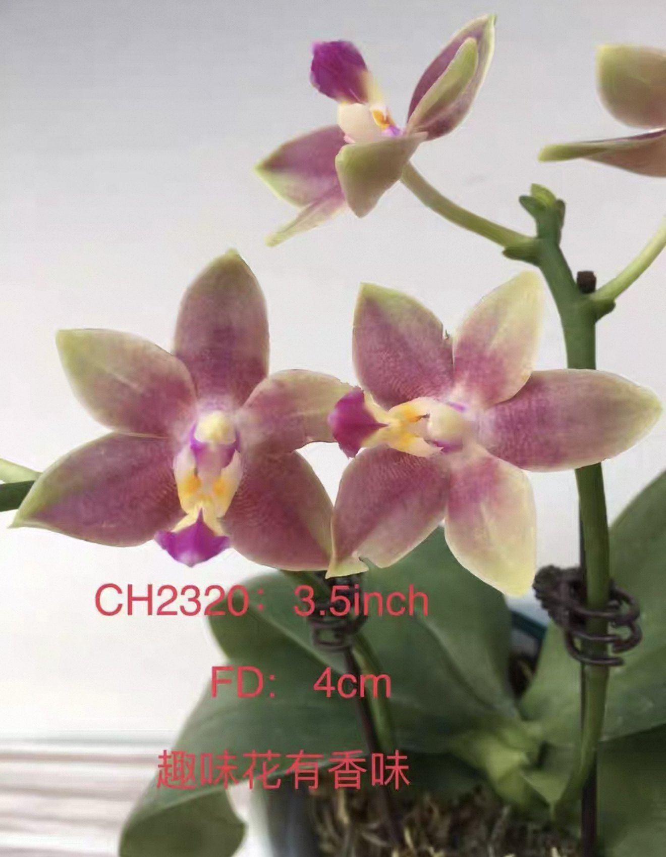 一颗不发 蝴蝶兰【超群ch2320】1.7寸杯宝宝苗（带香味）