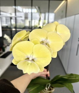 蝴蝶兰【星月大舌头】2.8寸杯带花剑 瑕疵苗晃头