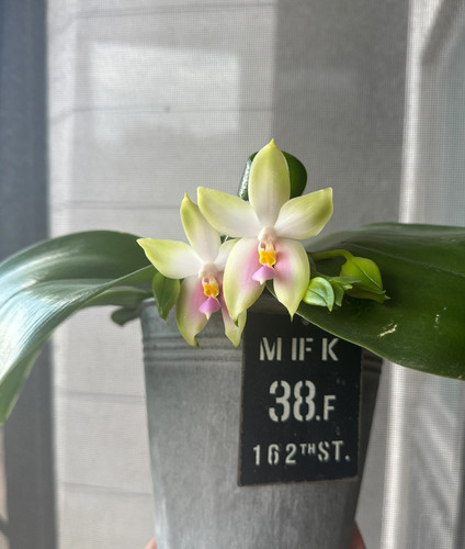 蝴蝶兰原生苗【粉贝】1.7寸杯宝宝苗 叶损苗